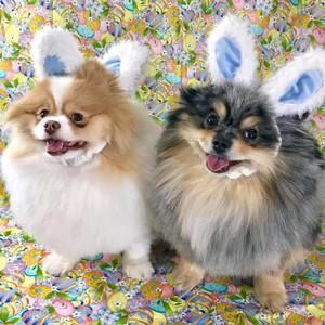 Meet your Posher, Pamela